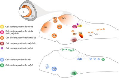 Relaxin ligand/receptor systems in the developing teleost fish brain: Conserved features with mammals and a platform to address neuropeptide system functions